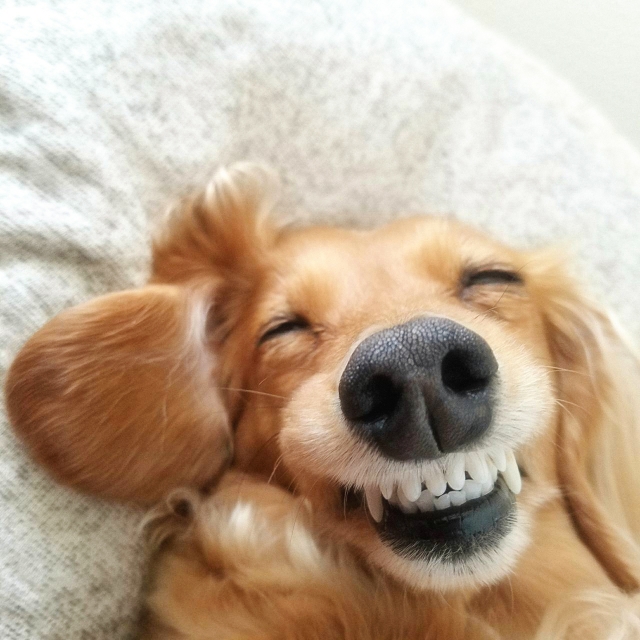 犬は笑う じゃなく笑う